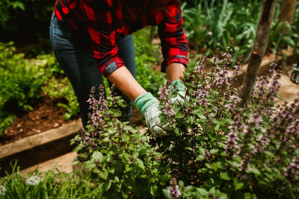 Jardinería en Del Valle Sector Fatima