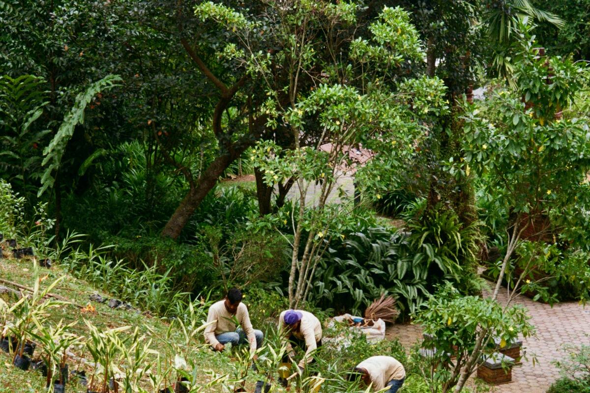 Jardinería en Pablo A. de la Garza