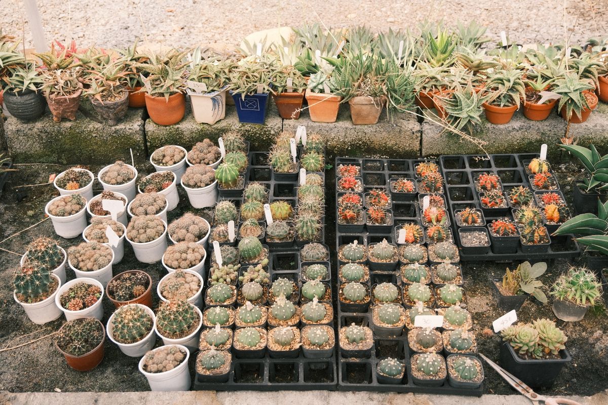 Vivero y jardinería en Sector Fatima