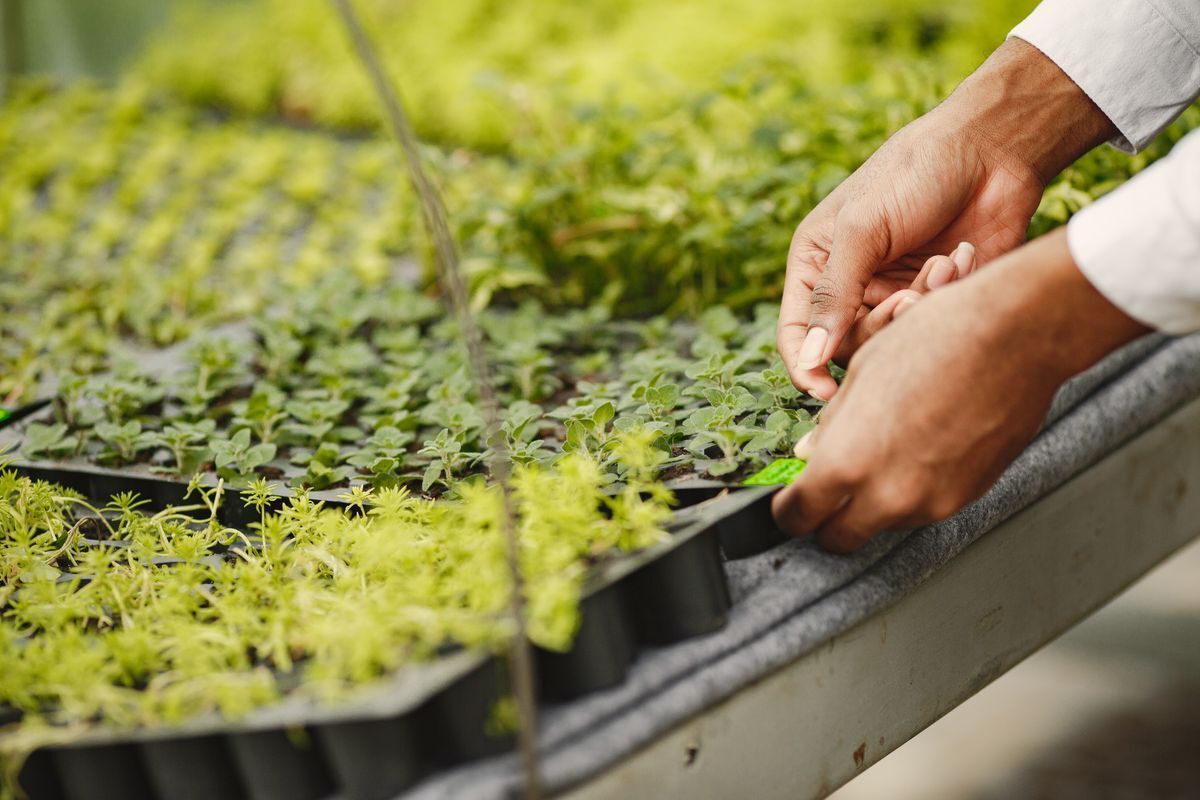 Vivero y jardinería en Las Encinas
