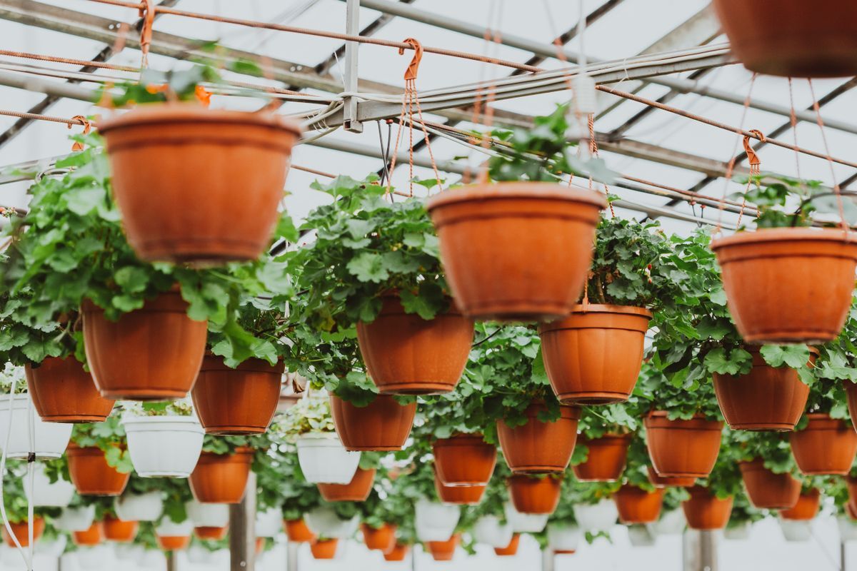 Vivero y jardinería en Benito Juárez