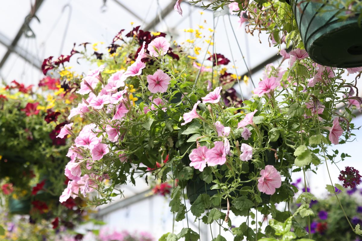 Vivero y jardinería en Subteniente Garcia