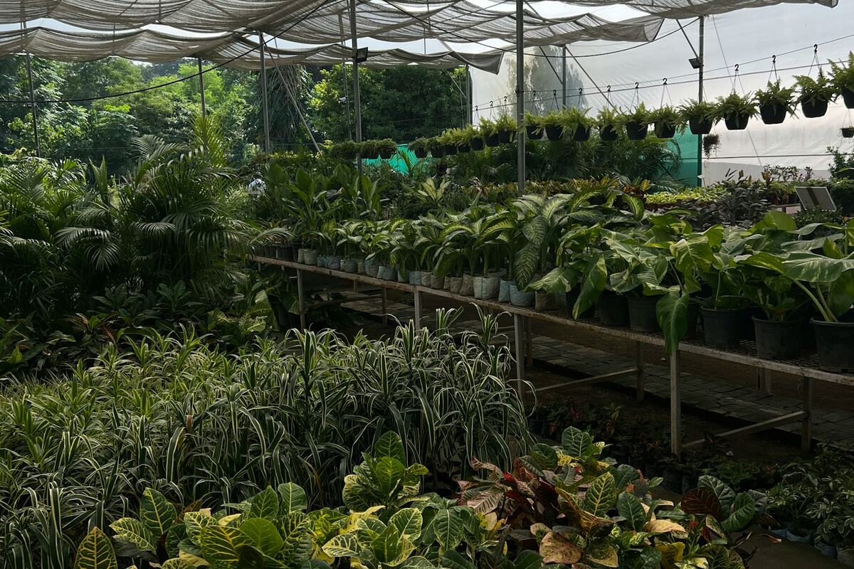 Vivero y jardinería en San Cristóbal